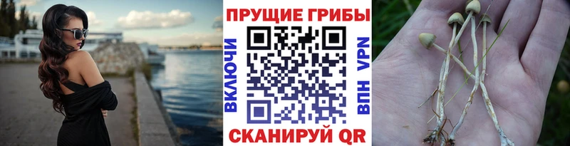Галлюциногенные грибы Psilocybe  продажа наркотиков  Дивногорск 